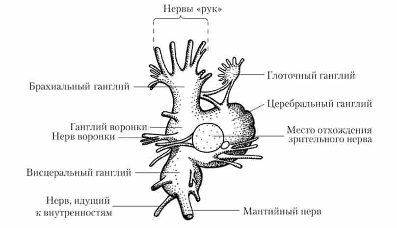 �������� ����� ������������ �������