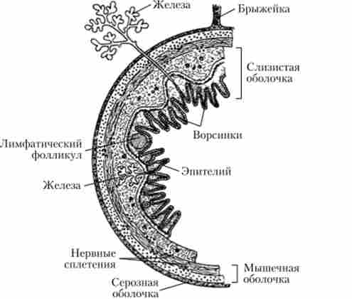 ������ ����� ��������-��������� ������