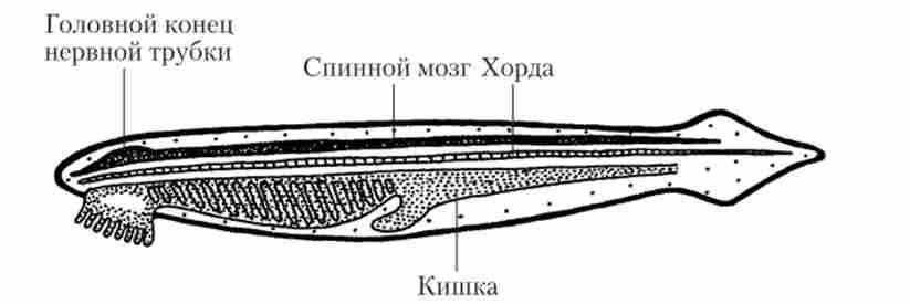 ������� ������� ����������