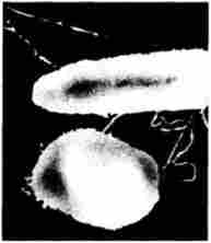 ���������� �������������� ���� ���'������� �������