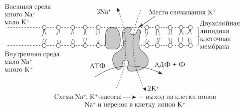 ��. ����� ��������� ����������� ����� ����� ������� ��������