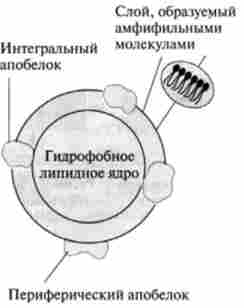 ����� ������ ����������