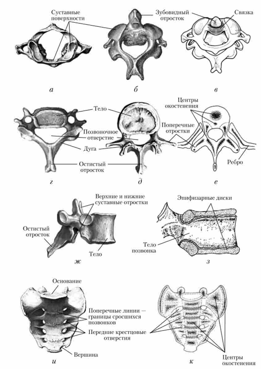 ������ ����� ����� ������