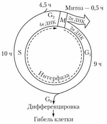 ����� ��������� ����� (��������� 24 ���)