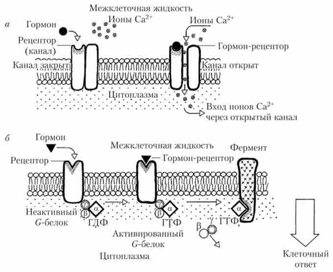 ����� ������ ������������ ���������