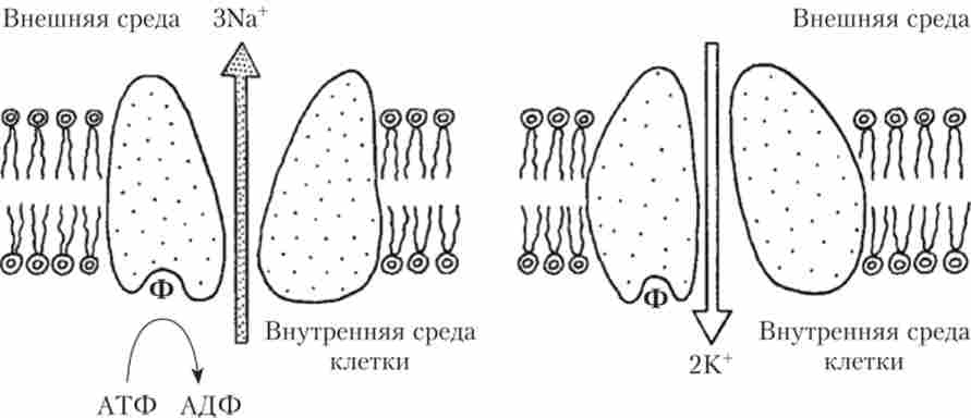 ����� ������ � / �-���-��� �� ����������� ����� Na � � ����� ��������