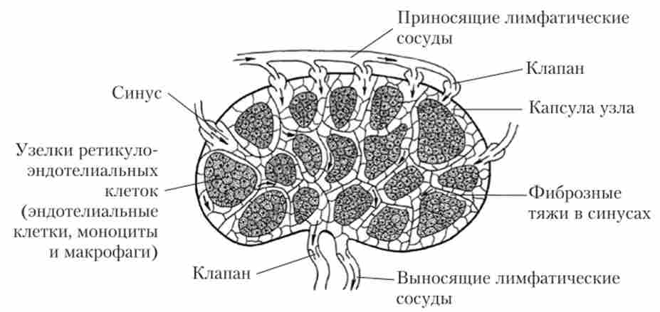 ������������� ����� ������ ����������� �����