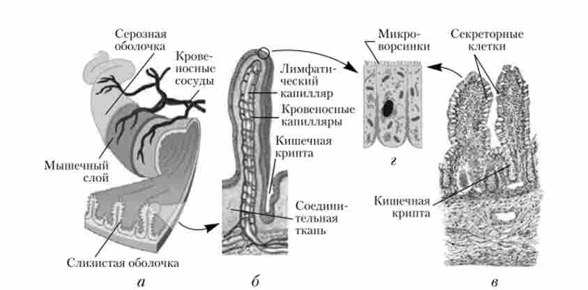 ����� ����� �����