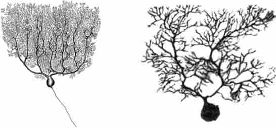 ������ ���� ������� (������� ���������)