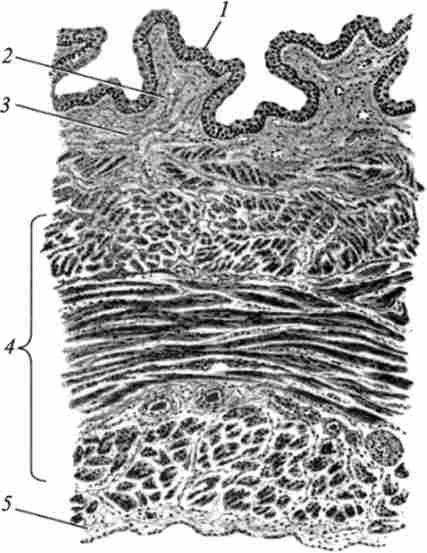 ������ �������� �����