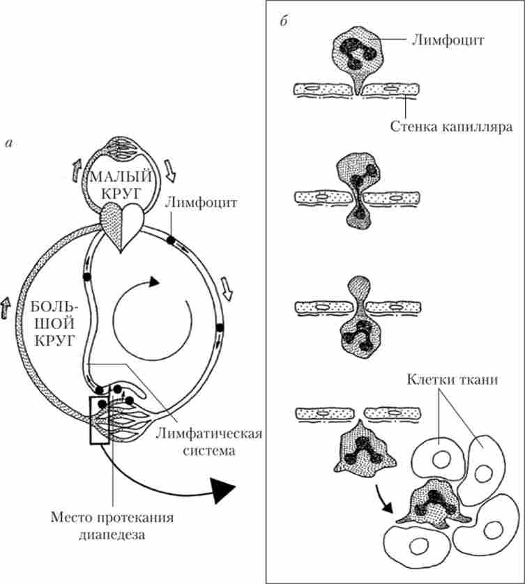 ����� ������������ ��������� �� ��������� ������� (�) � ��������� ����� �������� (�)