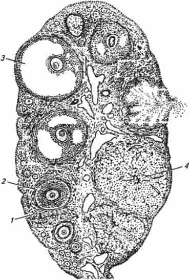 ����� ������ ������� ������ (�� �������)