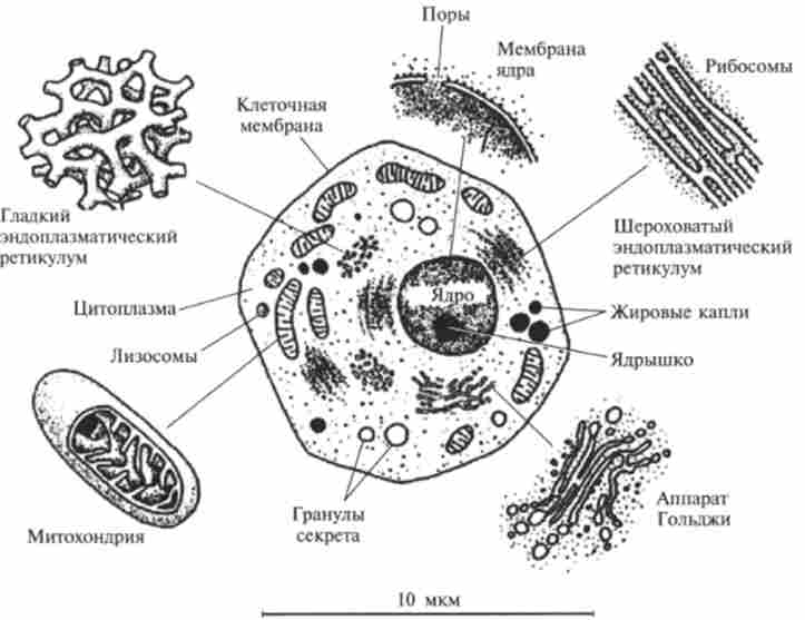 ������ ����������� ������ (��������� ��������� 10 000)