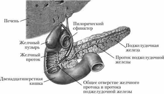 ϳ��������� ������, �������������� �����