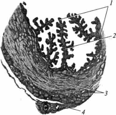 ������ �������� (�� �. �. �������)