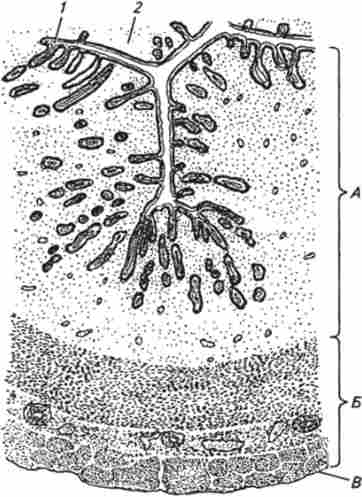 ���������� ����� �����