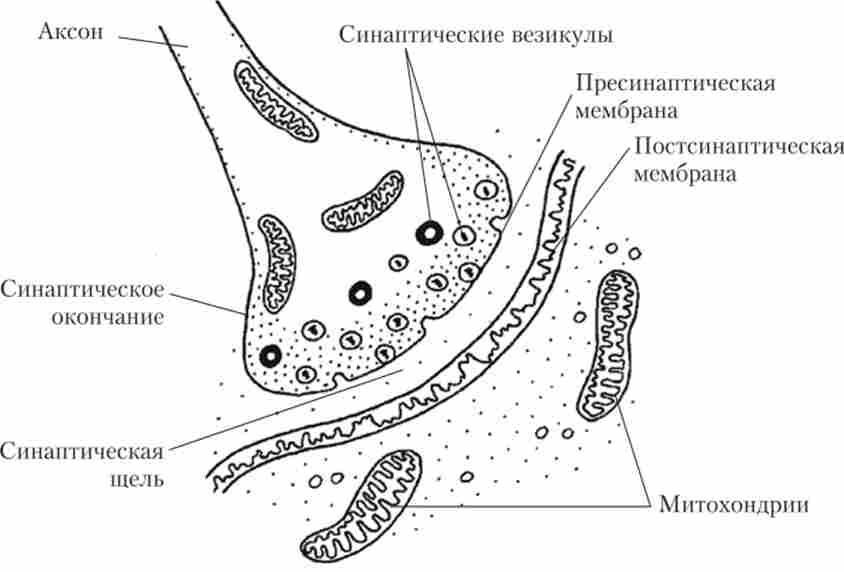 ����� ������ �������� �������