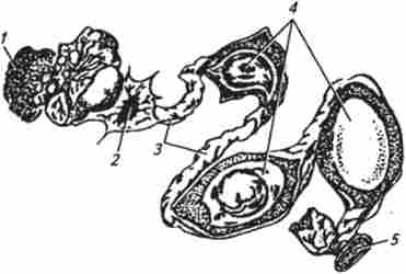 ���������� ���� ����� �� ��� ����������� �� �����������