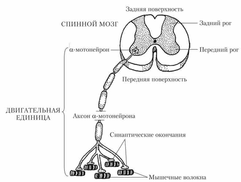 ����� ������ �������