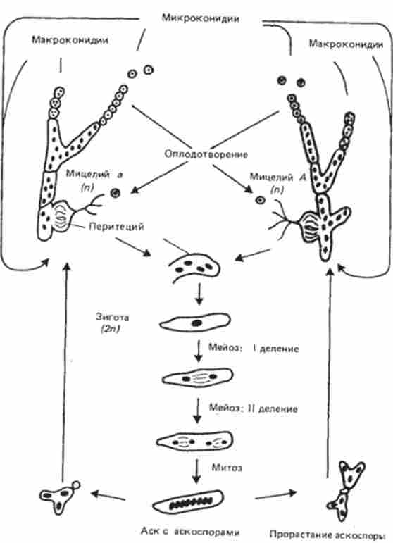 ������� ���� ����� ��� (Neurospora crassa)