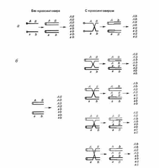 ������ ������� ������������ � ������ ��� {Neurospora crassa) ��� ����������� �����������