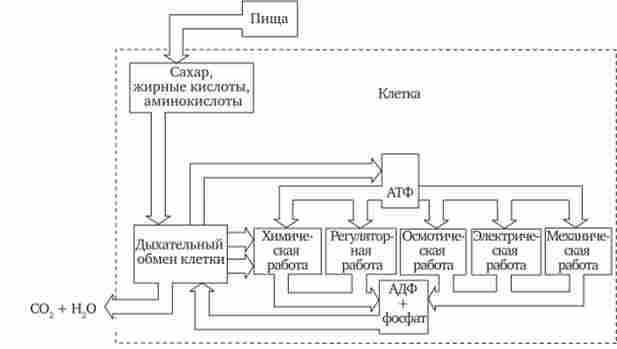 ���� ����㳿 � ������