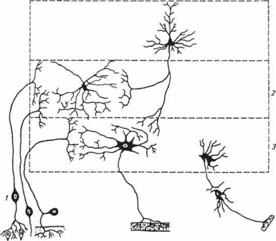 ���� �������� �����