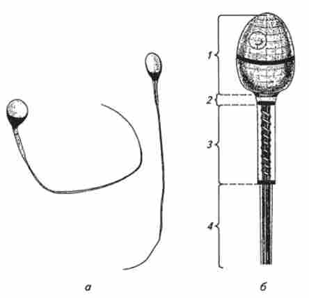 ������ �������