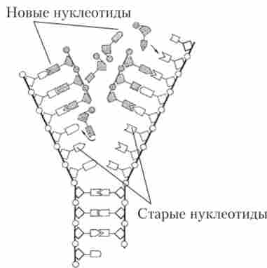 ����� ��������� - �������� ���