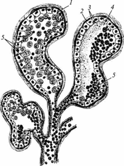 ������ ������������� ������� ������ (�� �. �. Ҳ������)