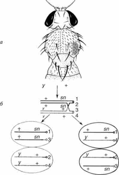 ���������� ����������� � D. melanogaster
