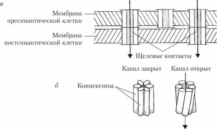 ����� ������ �������� ��������