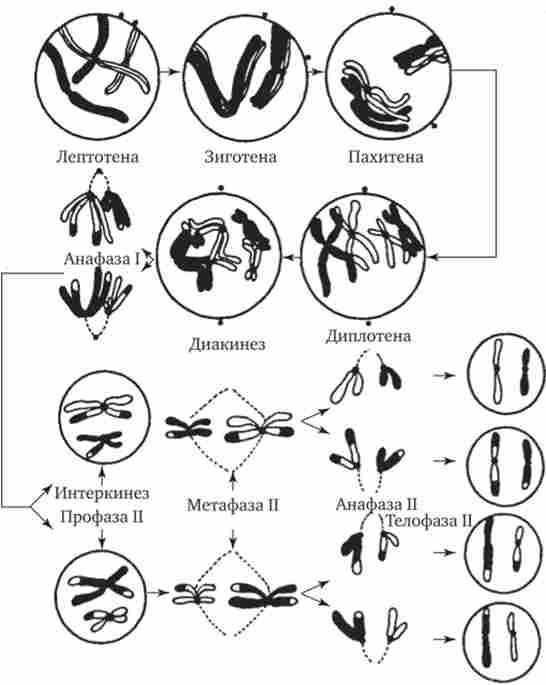 ���䳿 ������