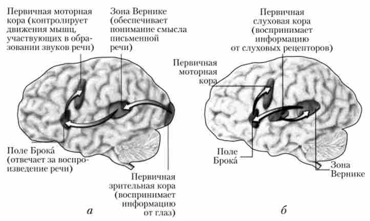 ������ �����, �� ����������� ������� (�) � �������� ���� (�)