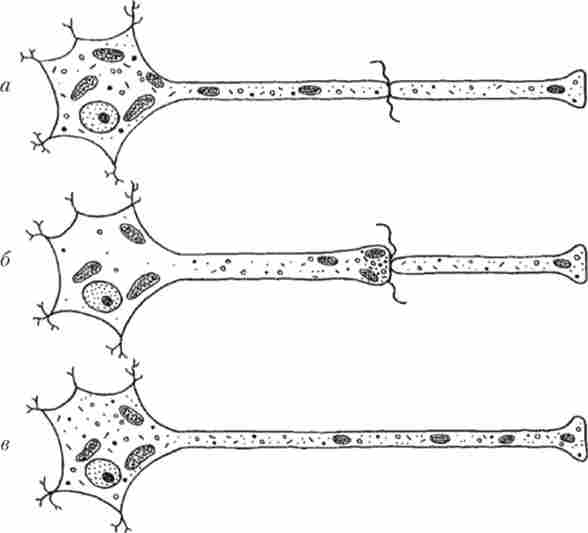 ����������� ���������