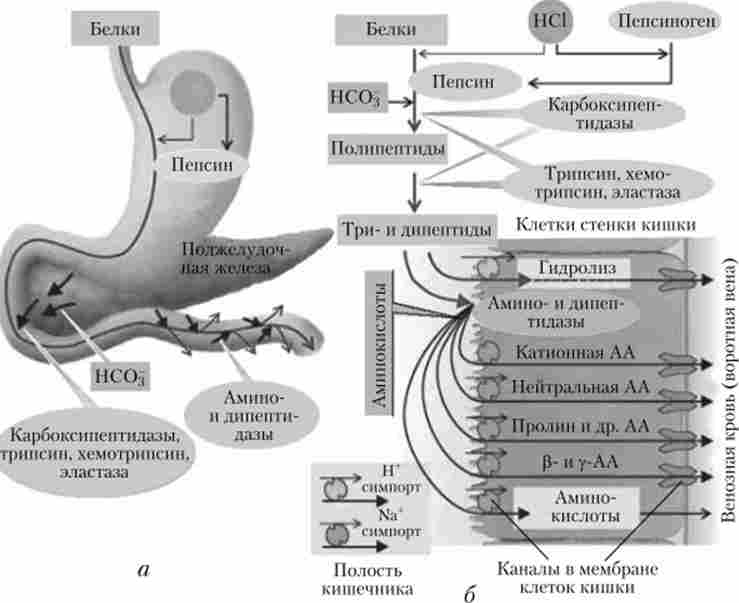 ���� ���� � ����������