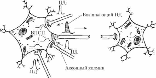 ����� ���������� �������