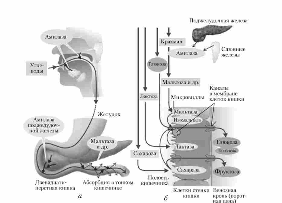 ���� ���������