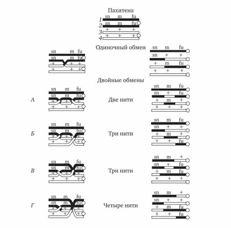��������� ���� �������� �� ���䳿 �������� �������� � ����- ���� ������