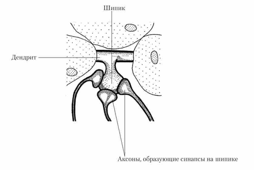 ������ �� �������