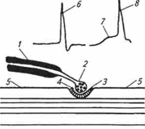 ����� ������������ ��'����