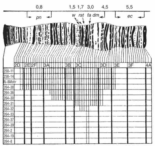 ���������� ����� � ������ ������ w � � ' -�������� D. melanogaster