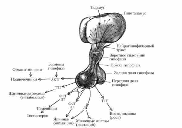 ó��������-���������� ������� � �� ����� �� ������-�����