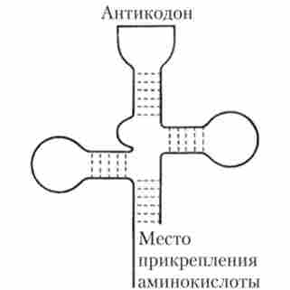 ����� ������ ����