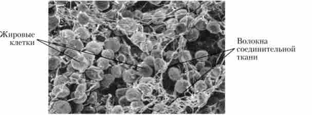 ������ ������� ������� ��������� (���������� �������� ���������)