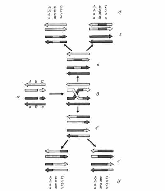 ����� ������������, ������������� �. �������