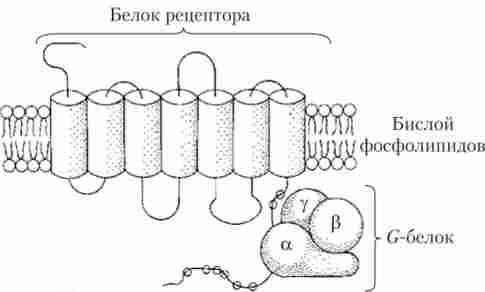 ������������� ��������, ���'������ � G-�����