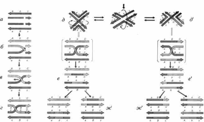 ����� ����� ������