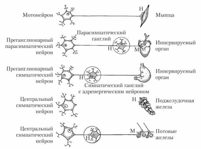 ����� ���������� � � �-�������������� � ����� �������� ���������