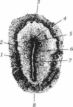 ������� ������� �� ���䳿 �������� ������ (������ �� �������� ����)